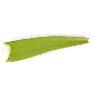 Aloe Vera Leaves Indonesia 1pc