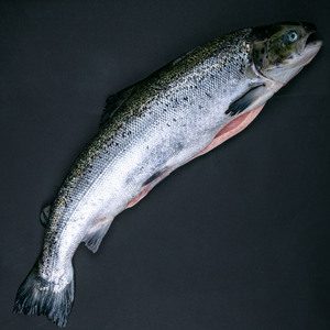 Fresh Norwegian Salmon Whole Cleaned 2.5kg Approx. Weight