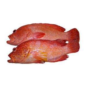 Fresh Red Hamour 1kg Approx. Weight