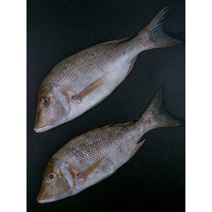 Fresh Sheri Local 1kg Approx. Weight