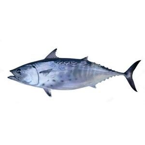 Fresh Tuna Fish Big 3kg Approx. Weight