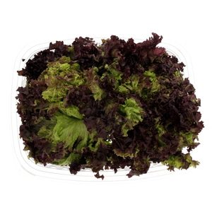 Lollo Rosso Holland 200g Approx. Weight