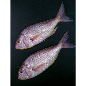 Sultan Ibrahim (Sara) 1kg Approx. Weight