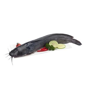 سمك كندولي محلي 1 كجم وزن تقريبي