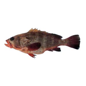 سمك هامور 1 كجم وزن تقريبي