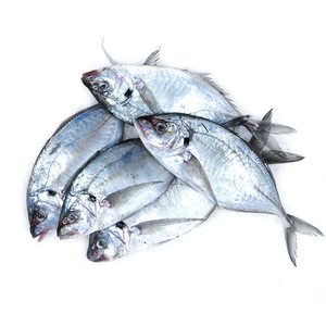 سمكة جيست تريفالي صغيرة 1 كجم تقريباً