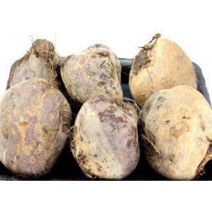 شمندر (بنجر)